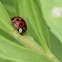 Multicolored Asian Lady Beetle