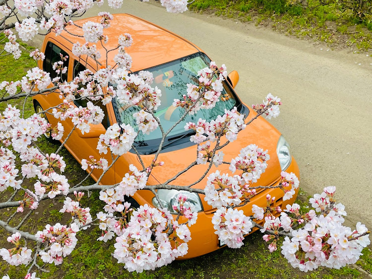 エッセのソメイヨシノ・桜と愛車・キャリイ・ゆで太郎・アリス米への道に関するカスタム事例の投稿画像3枚目