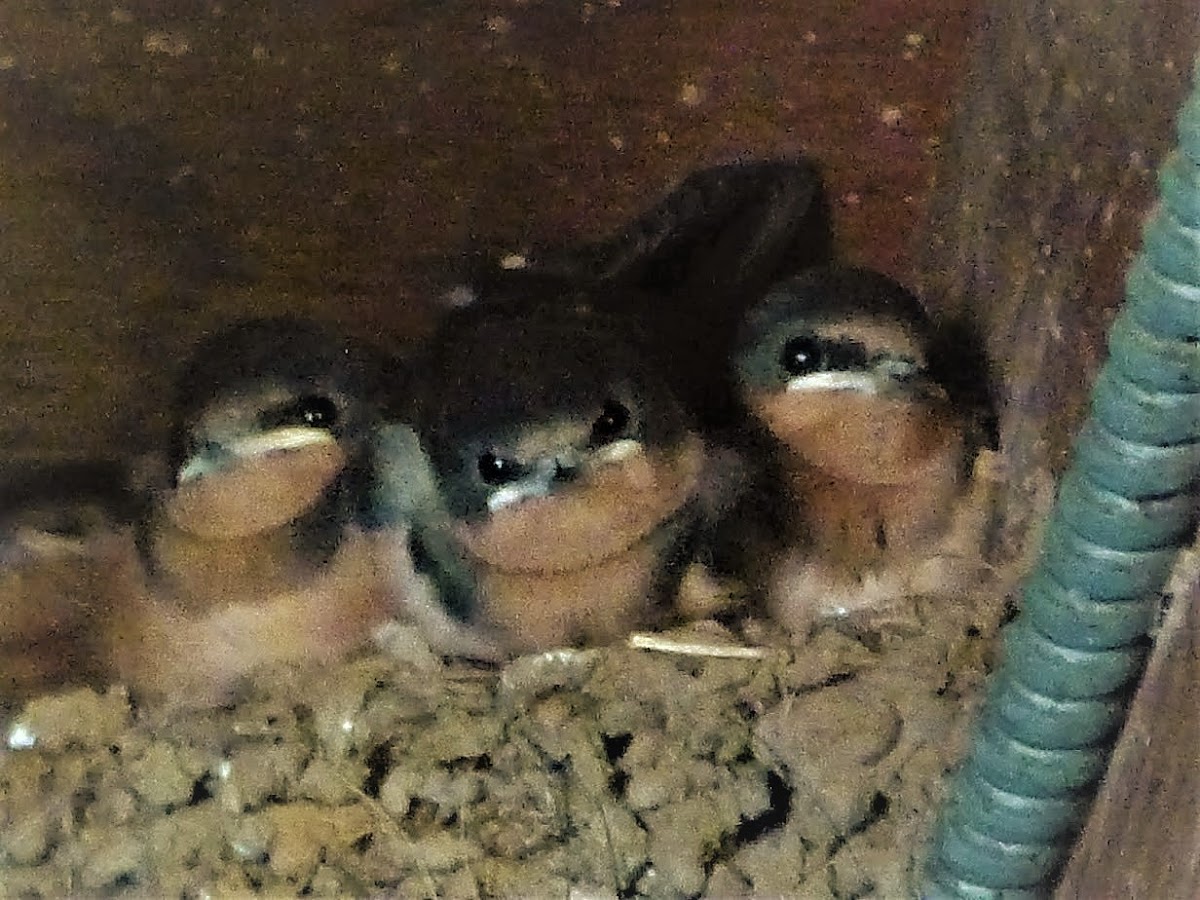 Barn swallow chicks