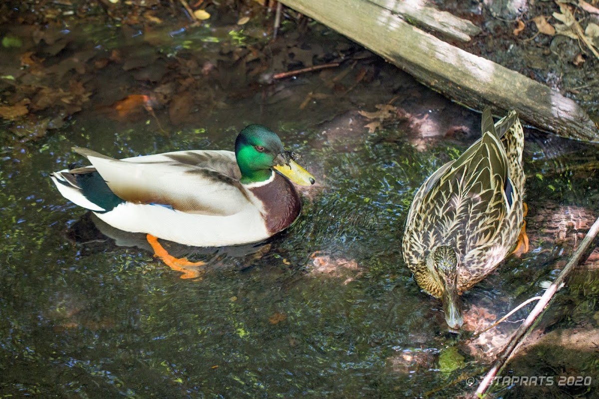 Mallard Duck