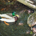 Mallard Duck