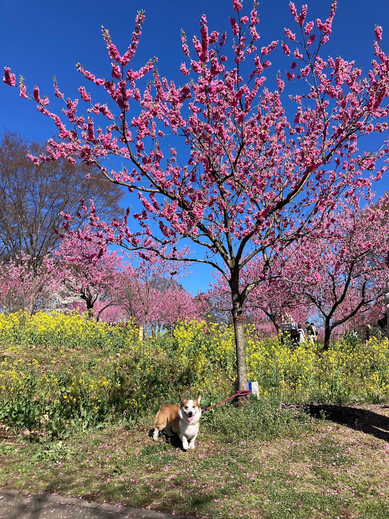 の投稿画像2枚目