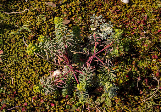 Euphorbia portlandica