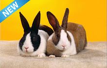 Bunny & Rabbit Wallpaper New Tab small promo image