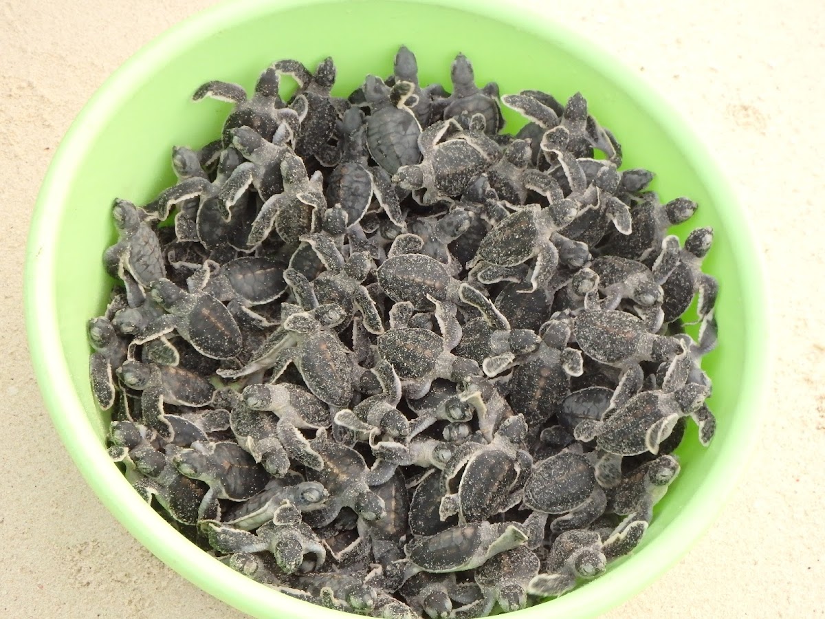 Green Turtle Hatchlings