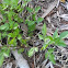 Eastern Diamondback rattlesnake