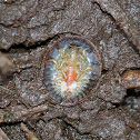 Water Penny Beetle Larva