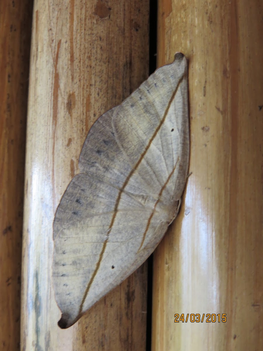 Leaf-mimic Moth