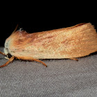 Xyloryctine  Moth