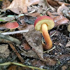 Two Colored Bolete