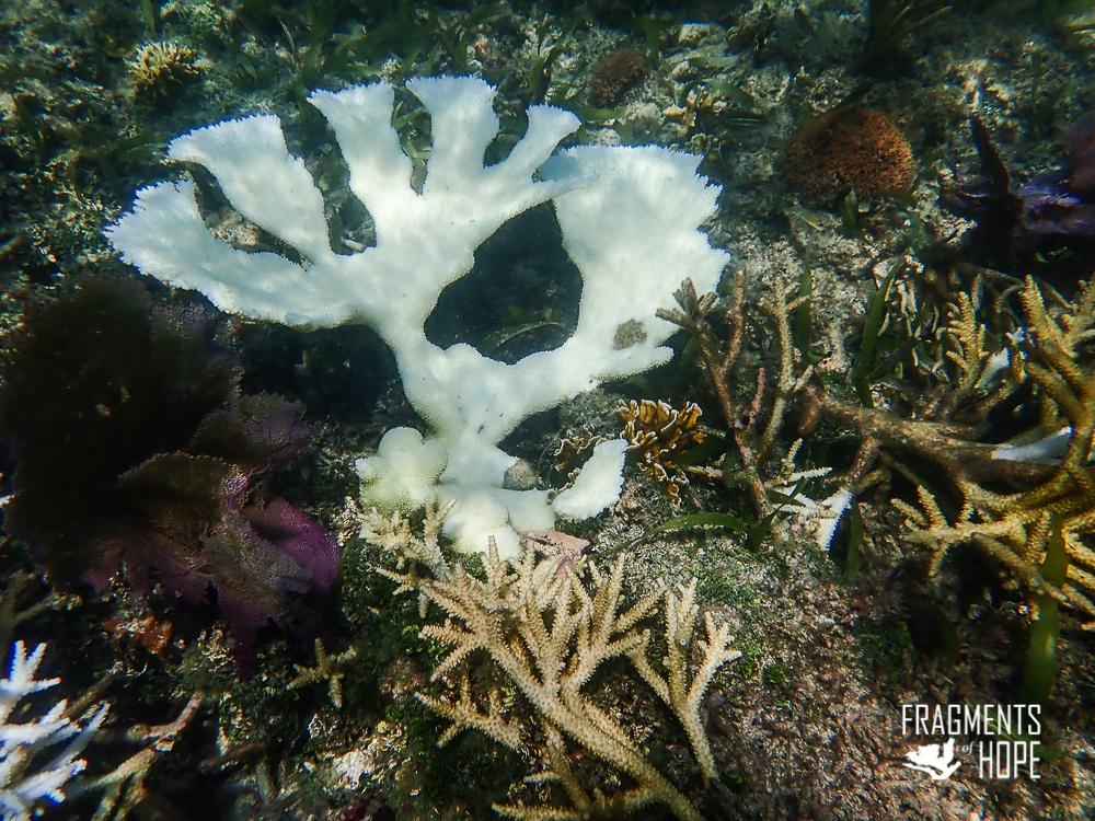 Few consider the silent plight beneath the ocean's surface as the Mesoamerican Barrier Reef thrives beneath Belize's sapphire waters. Stretching 625 miles from Mexico to Honduras, it protects against storms, nurtures marine life, and fuels Belize's tourism.