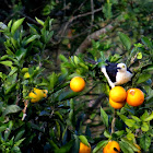 White Woodpecker