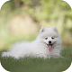 Download American Eskimo Wallpapers HD For PC Windows and Mac 1.0.0