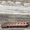 Large Yellow Underwing