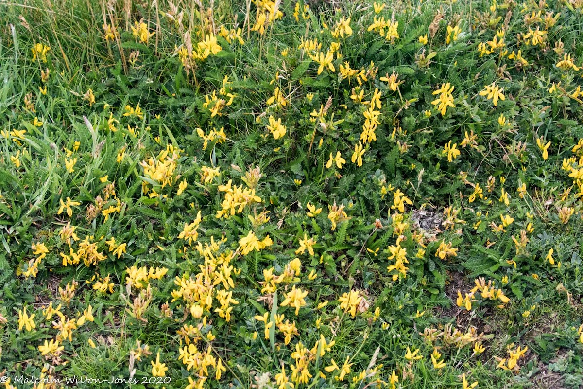 Kidney Vetch