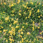 Kidney Vetch