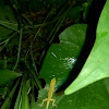 Green Anole