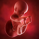 Download Pregnancy week by week. Children. Period tracker For PC Windows and Mac 2.74