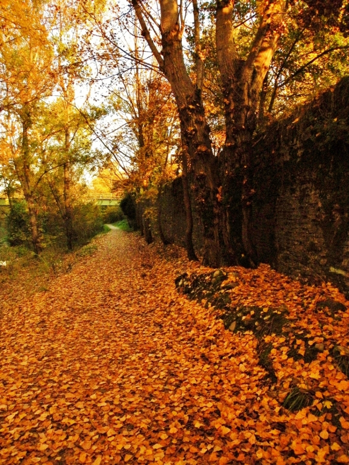 Yellow carpet di simhoney