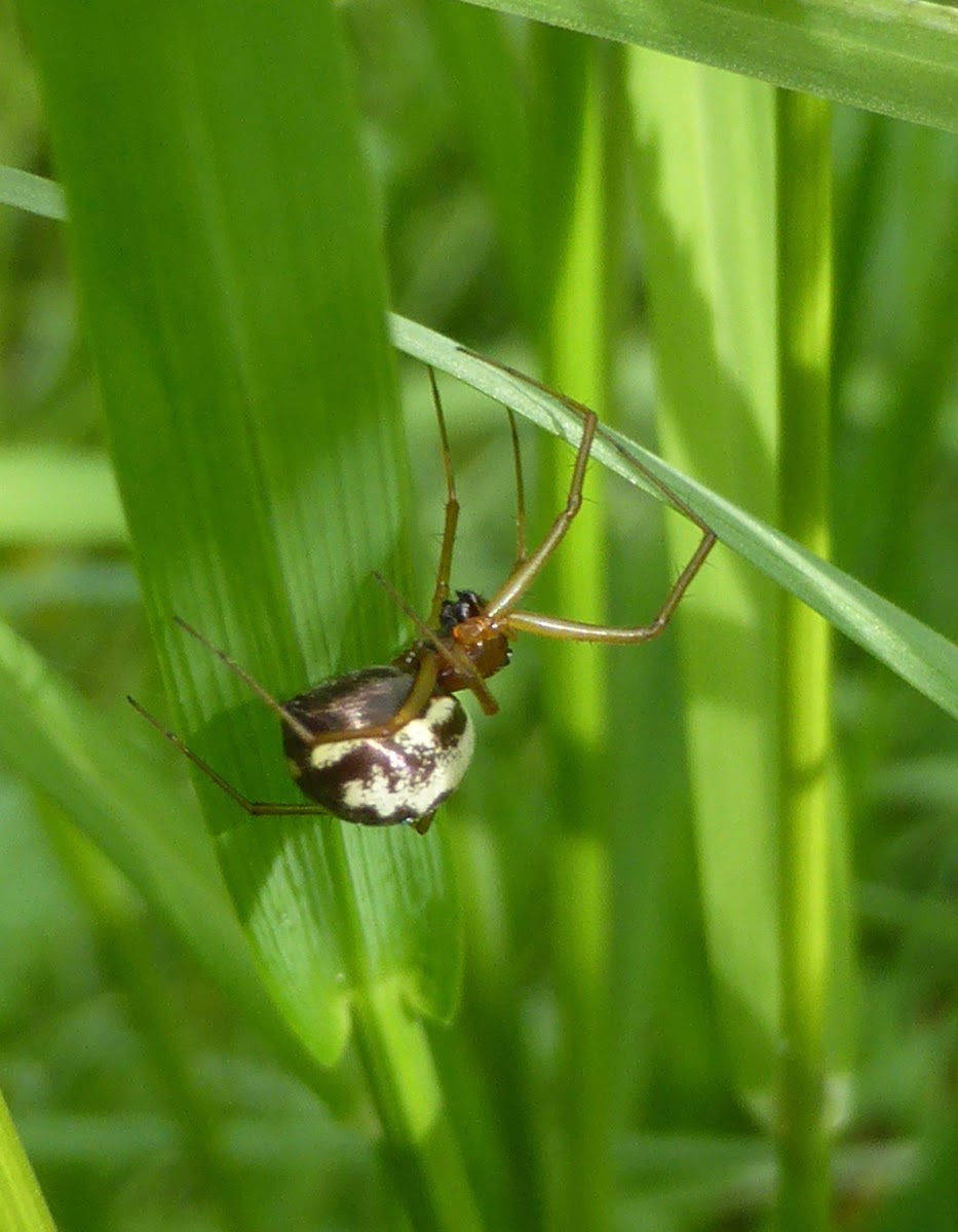 Platform Spider