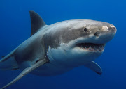 Cape Town authorities have warned people not to swim in the vicinity of Strand.