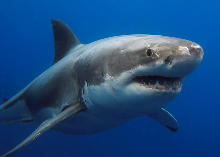 A swimmer was killed, allegedly by a Great White shark, in Plettenberg Bay on Tuesday.