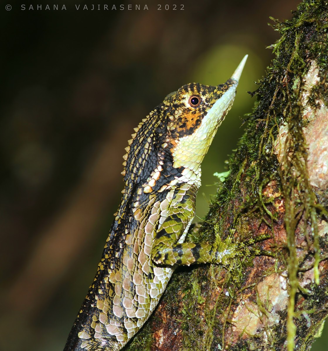 Rhino Horned Lizard