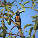 Collared Aracari