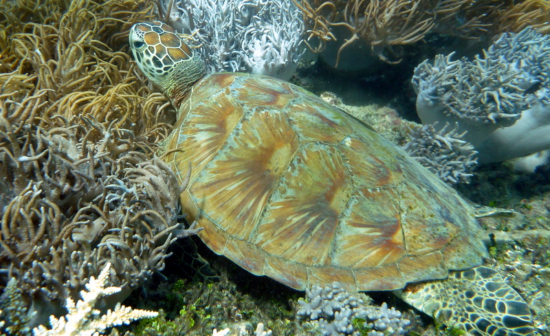 Green Turtle