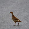 Jungle Bush Quail