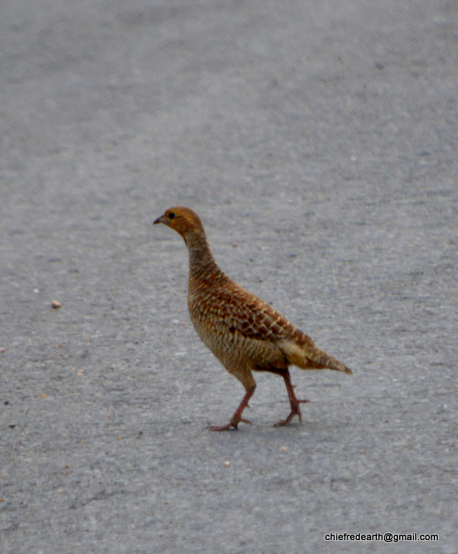 Jungle Bush Quail