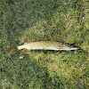 Northern pike