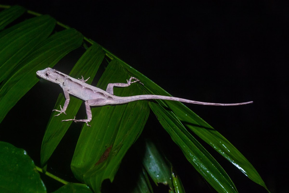 Anole sp.