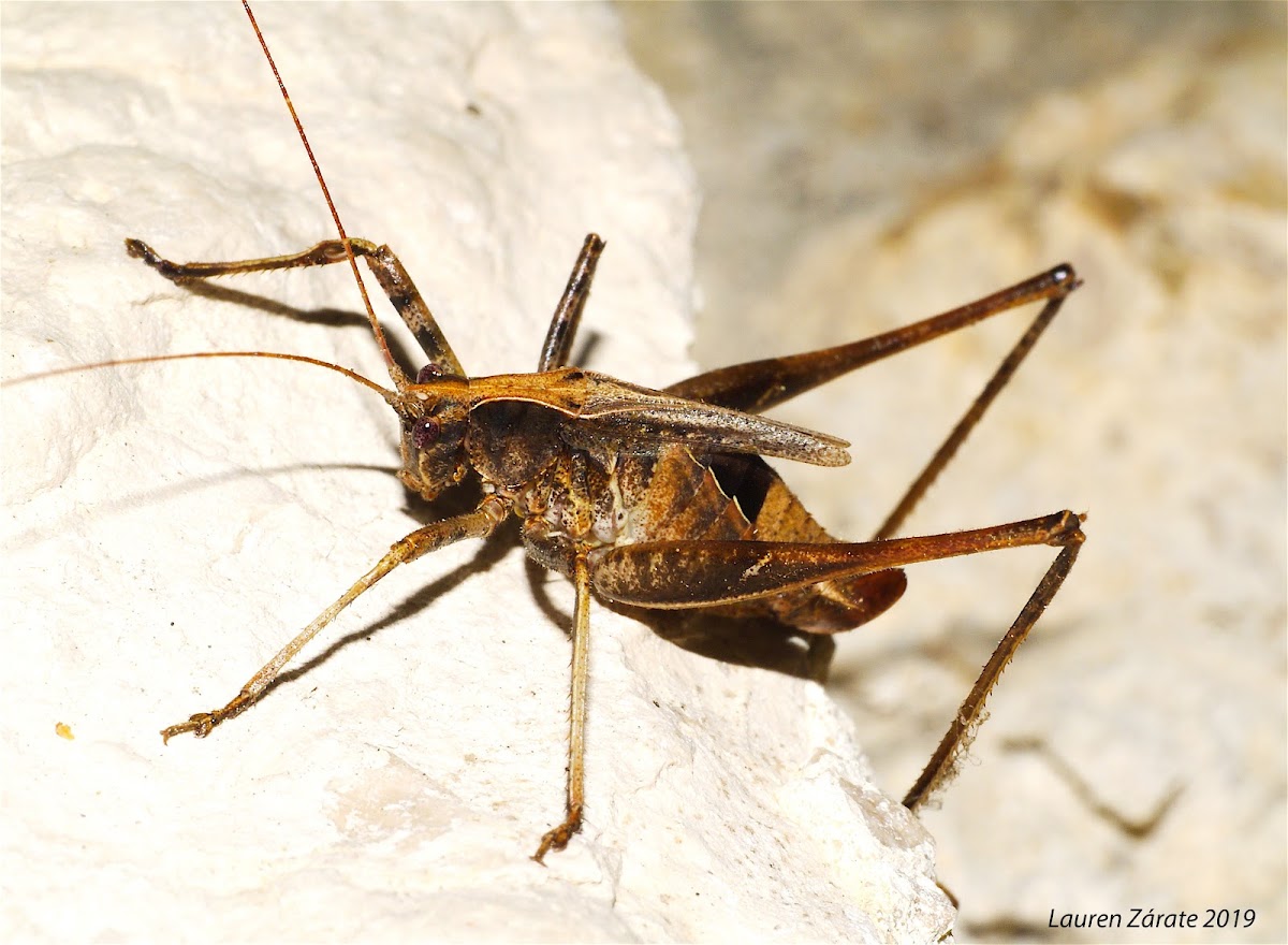 Short-winged Katydid