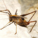 Short-winged Katydid