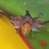 Weevil in flight