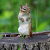 Eastern Chipmunk