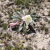 Tufted Evening Primrose