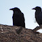 Common raven