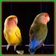 Download The Best Burung lovebird For PC Windows and Mac 1.0