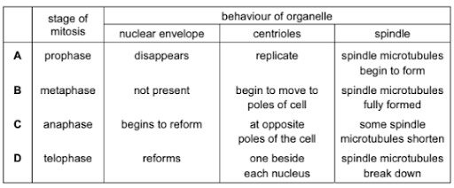 Mitosis