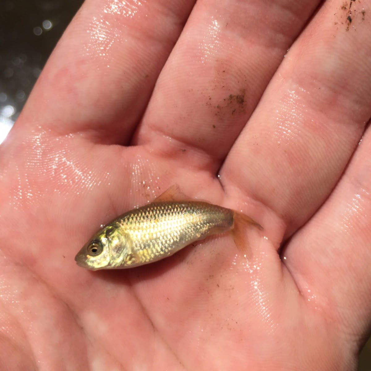 Red shiner (female)