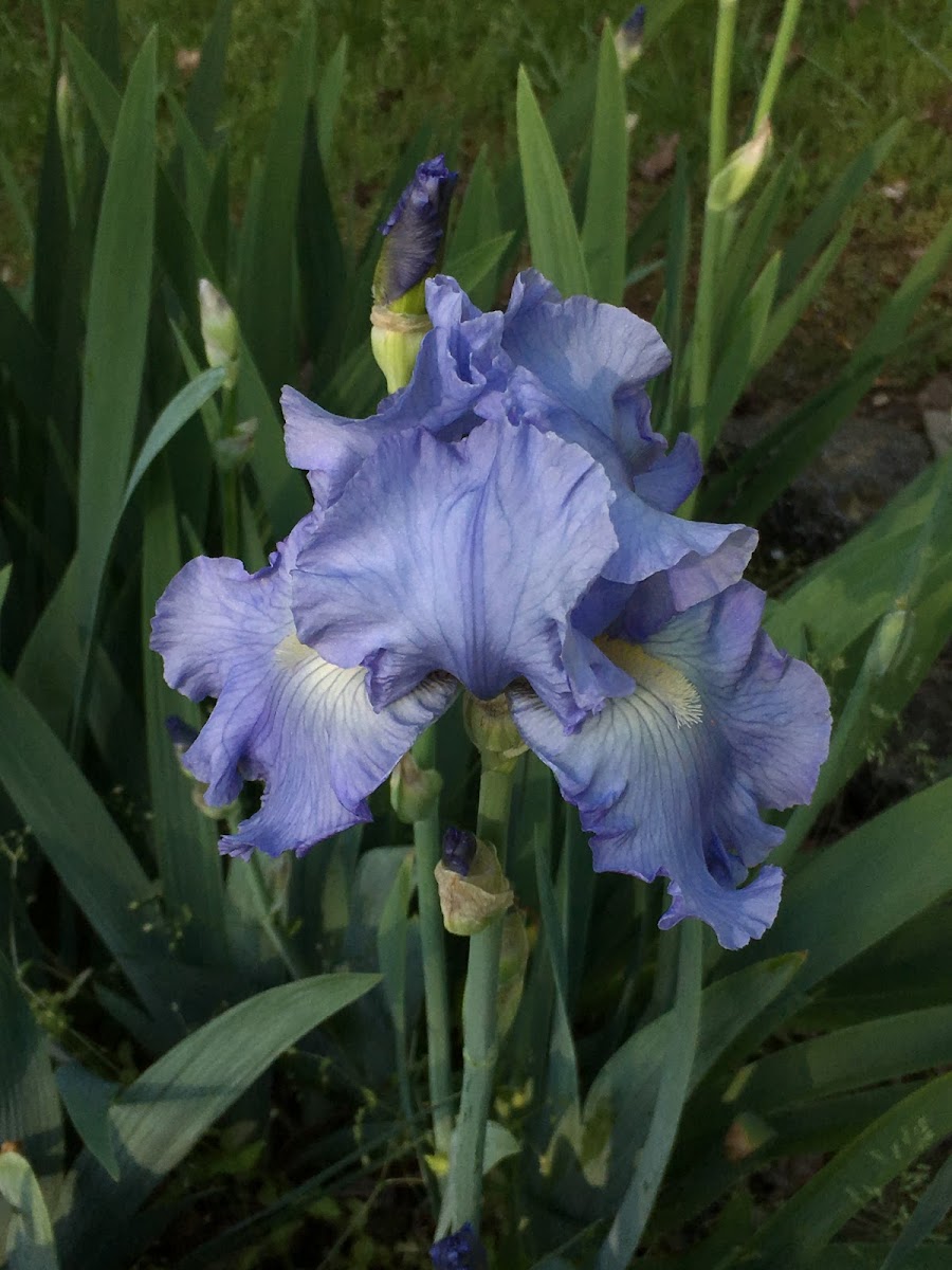 Bearded Iris