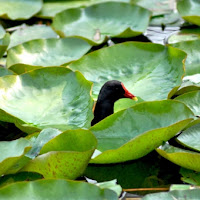 Gallinella d'acqua di 