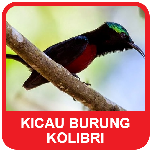 Kicau Burung Kolibri Mania Leikir A Google Play