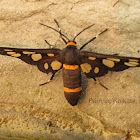 Amata bicincta