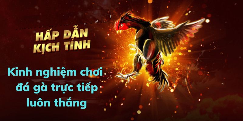 Đá gà trực tiếp