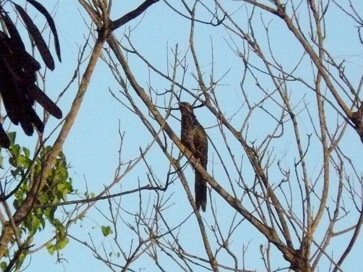 Asian Koel - female