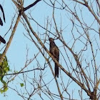 Asian Koel - female