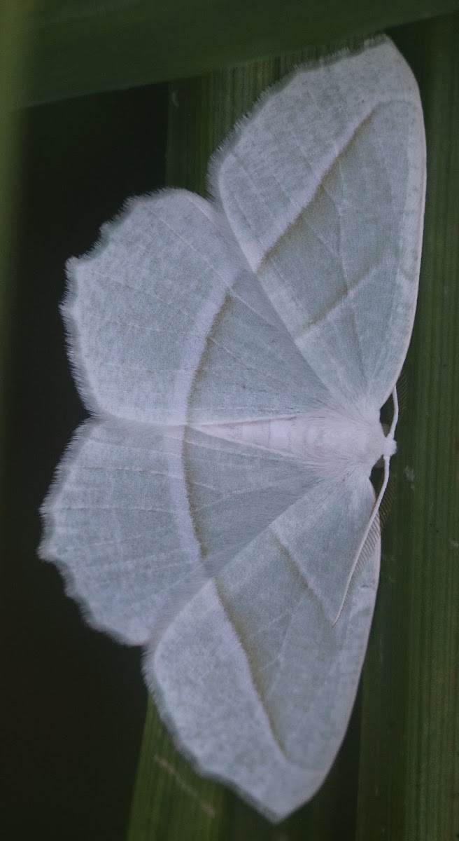 PALE BEAUTY